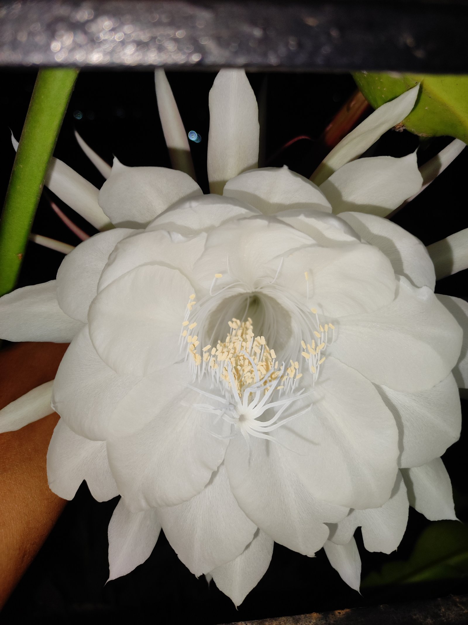 Brahmakamal flower